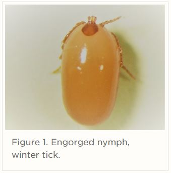 Winter Tick: What You Need to Know | Drovers